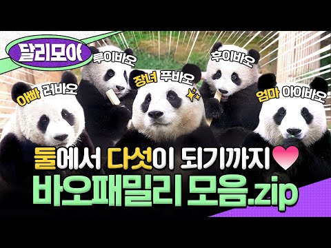 [📁#달리모아] 러바오♥️아이바오의 만남부터! 아기 판다 푸바오와 쌍둥바오 루이·후이까지!! 바오패밀리 모음.zip #TV동물농장 #판다 #바오패밀리