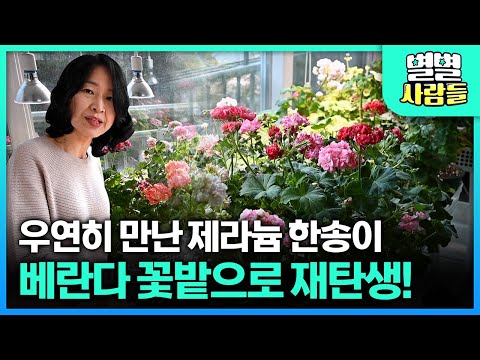 여기가 아파트 베란다라고? 365일 화사한 꽃으로 가득한 베란다 정원💕 [ 별별사람들 ] 20230208