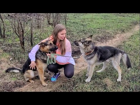 Watch this Tear-Jerking Moment of the Dog Asking me to not Separate Him and His Sick Friend...