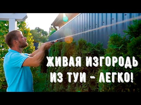 Живая изгородь из туи. Правила стрижки хвойных деревьев для живой изгороди. Создаем живой забор