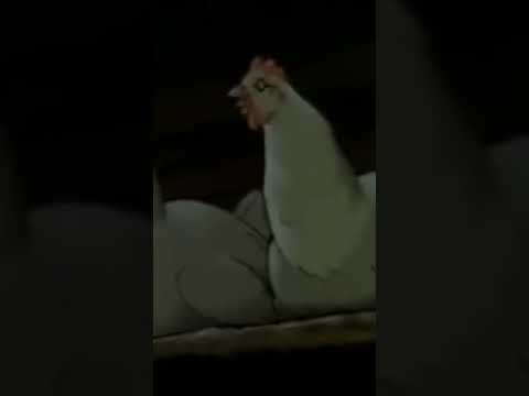 PETER RABBIT & FRIENDS shorts - Tale of Pigling Bland, PART 7: "Pigling hides in the chicken house."