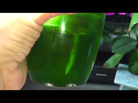 орхидея без корней ШОКИРОВАЛА  ростом в керамзите!