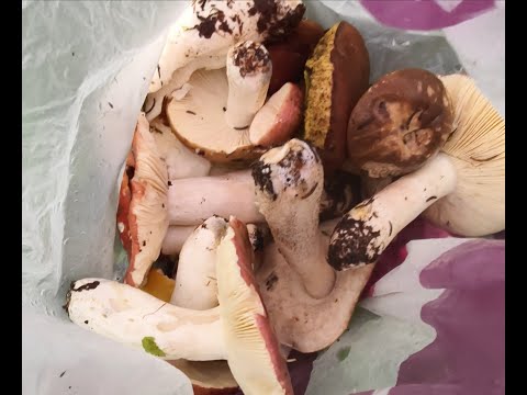 Гуляем по дождливому лесу. Сыроежки, подберезовики и .д.