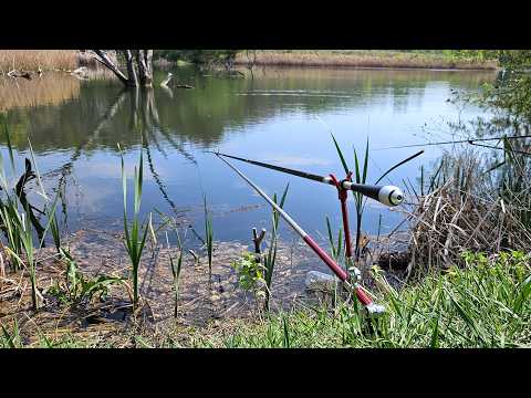 ХЕРАБУНА! Клюют КАРАСИ как КАРПЫ! Рыбалка на поплавок весной