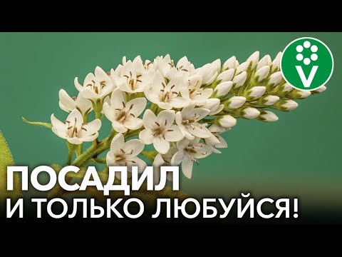 8 КРАСИВЫХ ЦВЕТОВ, КОТОРЫЕ НЕВОЗМОЖНО УБИТЬ! Неприхотливые многолетние растения для начинающих
