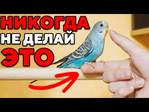 10 Mistakes Parrot Owners Make