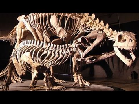 The Biggest Four Legged Carnivore Ever