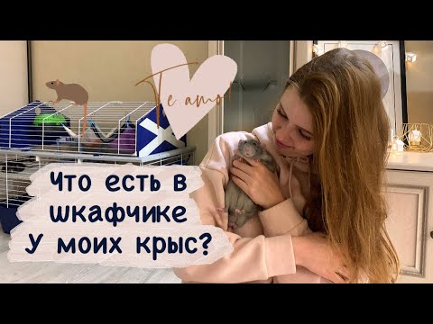 Что купить крысам? Что нужно крысам, а что нет? Показываю что есть у моих крыс🐀