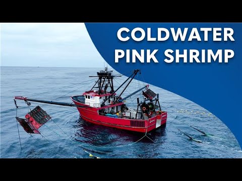 Coldwater Pink Shrimp | Wild Caught | Product of the U.S.A