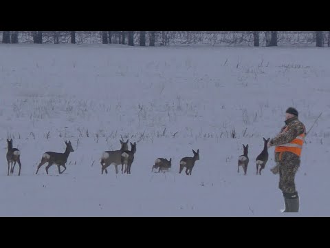 Отличное закрытие загонной охоты. Лоси шли на номера, косули и кабаны пытались скрыться.