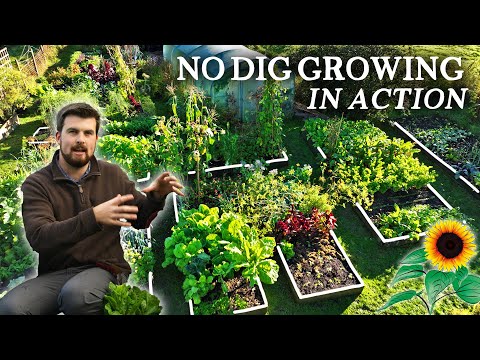 My Raised Bed Vegetable Garden in Early Autumn🍂