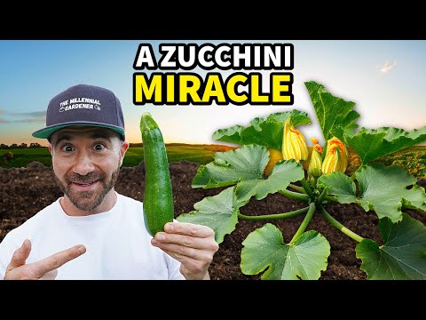 This New Way To Grow Zucchini MUST GO VIRAL!