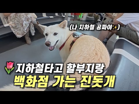 A day in the life of Bongsoon the Jindo, who became a human after coming to the Netherlands!