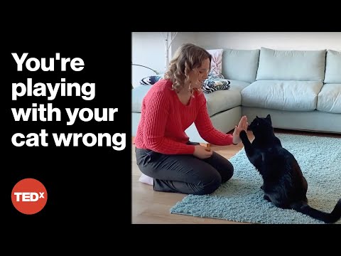 Make your cat happier in 3 minutes | Nicky Trevorrow | TEDxCardiff