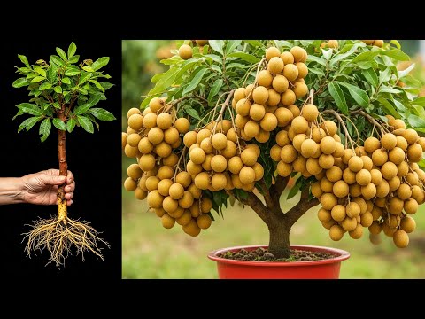 How To Propagate Longan Trees with Aloe Vera To Bear fruit quickly
