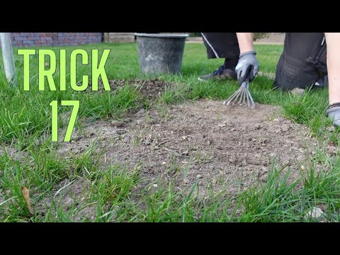 Repairing bare patches in the lawn | simple trick