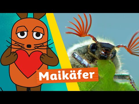 Wie können Maikäfer riechen? | Die Maus | WDR