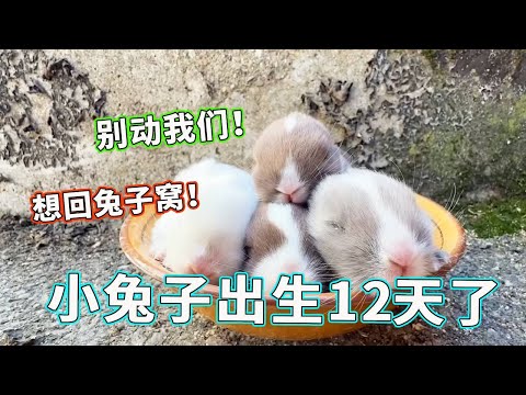 出生 12 天的小兔子来啦！一个赛一个漂亮，居然还自带小天眼！【天下一场梦】