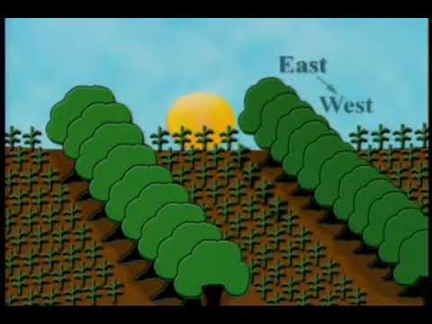 Аллейная система агролесоводства