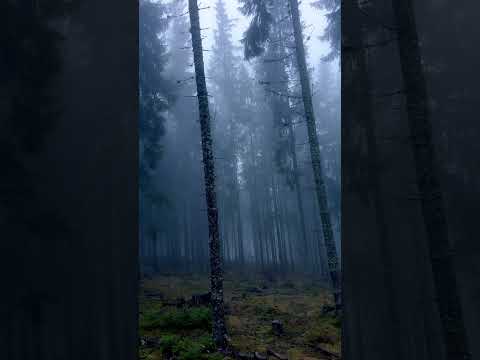 Blue hour deep in the forest #forestlife #natureescape #quietmoments #outdoorstories #chasinglight