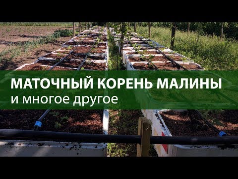Маточный корень малины , и многое другое )