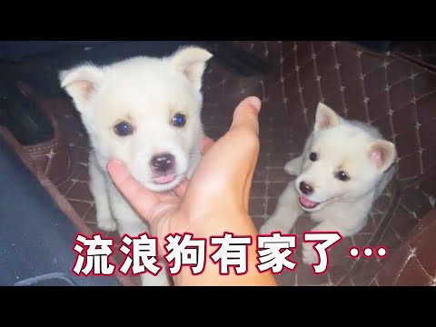 流浪狗日记①丨深夜捡回来两只小奶狗，没想到养了这么久……我的果冻和布丁啊~丨天下一场梦