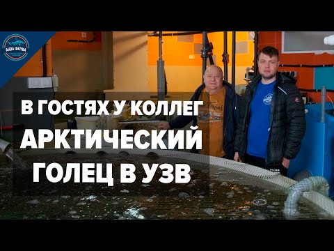 Visiting colleagues. Arctic char in RAS