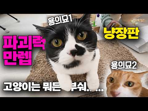 A must-watch video if you want to become a cat butler... #catdaily #catbutler #cat