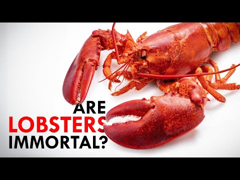 The Animal Questions Everyone’s Asking