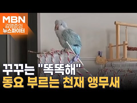 '뽀뽀뽀' 부르는 앵무새?…천재 앵무새 '꾸꾸'를 소개합니다 - 김명준의 뉴스파이터
