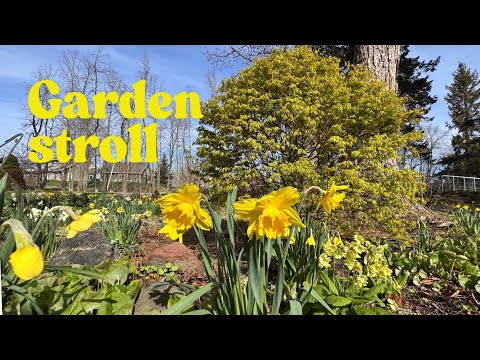 Daffodils and bluebells and spring galore