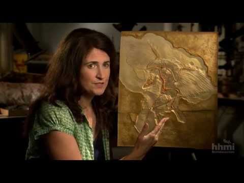 The Origin of Birds — HHMI BioInteractive Video