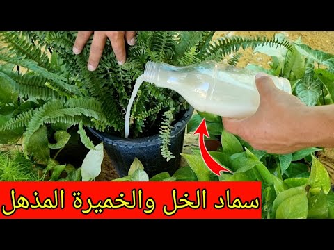 هذا المحلول الطبيعي سيجعل نباتاتك تفور ويتضاعف حجمها خلال ايام !