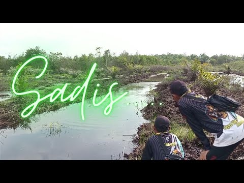 tragedi di luar nalar saat mancing casting ikan gabus sampai membuat ku lemas tak berdaya🥵🥵