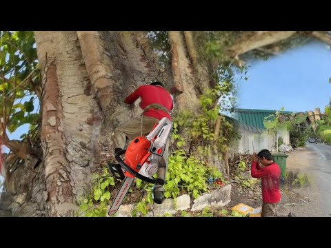 Cưa Cây Bồ Đề 100 Năm Tuổi Nhiều Thợ Cưa Bỏ Chạy ( phần3)