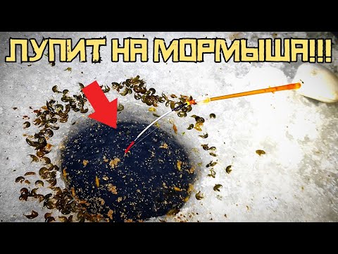 THE BLACK HOLE GIVES OUT! I fed him with mormyshka and BIG GUY! Winter fishing 2024-2025.