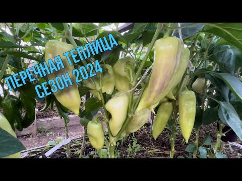 Обзор сортов сладкого перца . Сезон 2024!