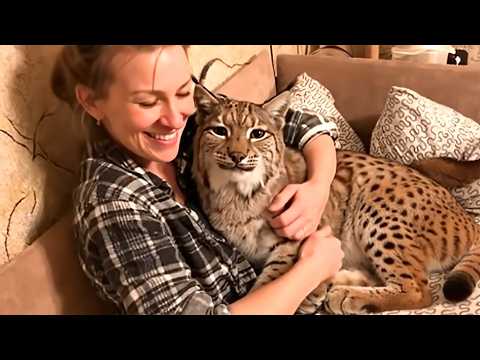 This Bobcat Kitten Grew Into a Big Boy and Took Over Her House—You Won’t Believe the Chaos!