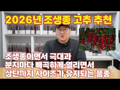 EP.325  현존 가장 과가 큰조생종 품종 추천입니다! [고수의선택]  2026년 연산농약사 추천 고추 품종
