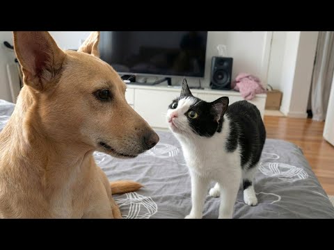 Cats and Their Ultimate Chaos Moments 😂 | Funniest Video of 2026