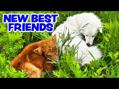 Surprise Highland Calf Born on the Farm