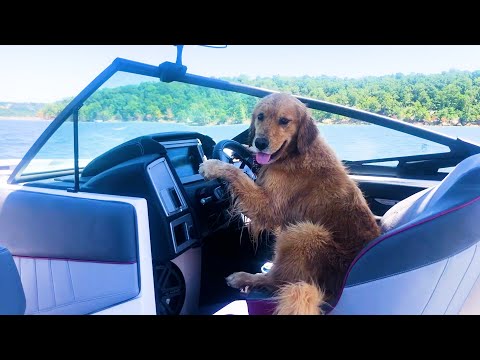 FUNNIEST Golden Retrievers 🤣| BEST Compilation