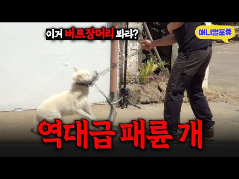 “개 앞에서 웃지 마!!” 미친 진돗개 앞에서 방심한 보호자 보자 강형욱 반응 I KBS 개는 훌륭하다 220620 방송