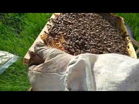 Grashchenko's technology. How to grow one family into five and get 100 kg of honey! Is it possible?