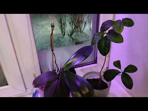 пересадка домашнего лимона в декабре