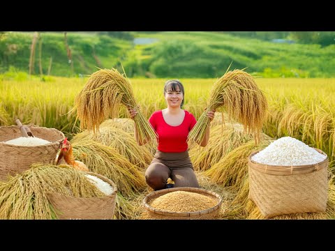 TIMELAPSE -- Harvest Over 1000+ Ton of Rice, Go to Market Sell & Make Traditional Sticky Rice