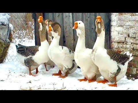 ХОЛМОГОРСКИЕ ГУСИ 23, семьи