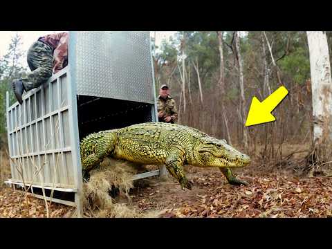 These Animals Are Being Freed for the First Time