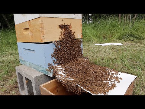Installing Bees a Different Way