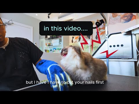 REAL AGGRESSIVE CAT. Did this Cat defeated The Calm Cat Groomer???